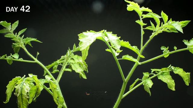 Growing Cherry Tomato Time Lapse - Seed to Fruits in 82 Days смотреть онлайн