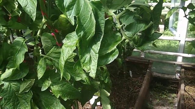 Томат БАТЯНЯ. Обзор и дегустация. смотреть онлайн