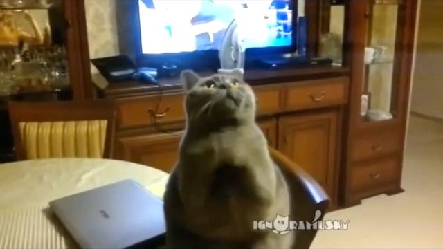 Скорее накорми кота, хозяин, когда он просит ! ( Rather, feed the cat, the owner, when he asks! ) смотреть онлайн