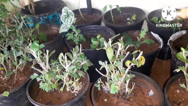 नवीन रोप लावल्यावर कोणत खत द्यायची | माझी बाग 405| shevanti care after transplant| शेवंती | shevant смотреть онлайн