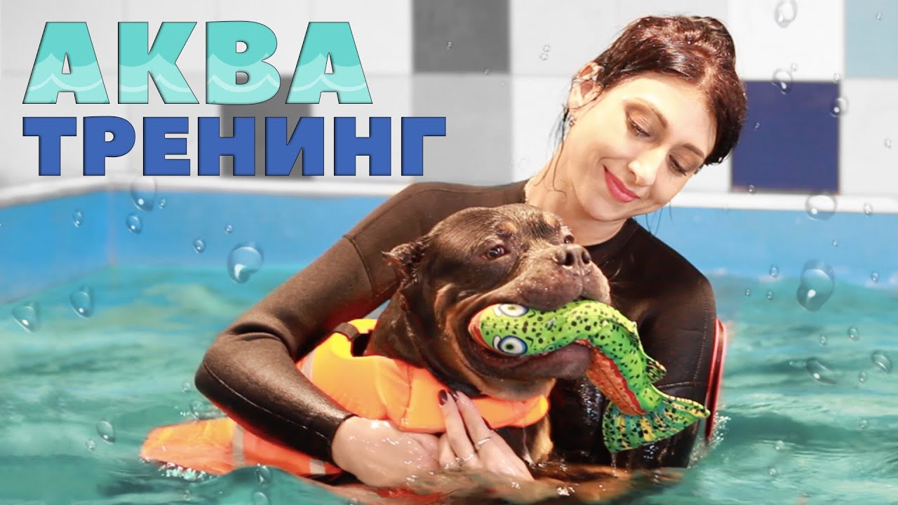 Аква-тренировка с собакой - Польза тренинга в воде с собакой смотреть онлайн
