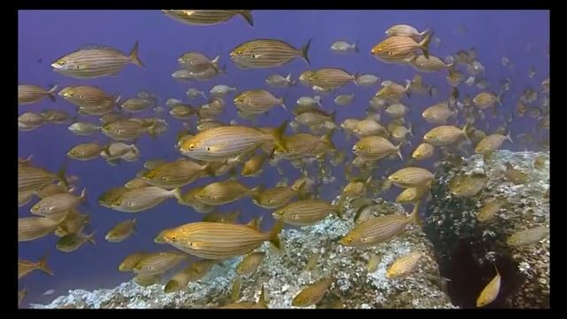 Прекрасный морской мир - вдохновляет, придает силы и бодрость, словно свежий бриз. смотреть онлайн