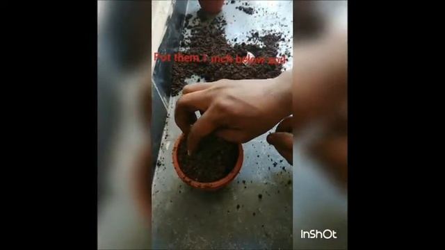 HOW TO GROW BONSAI IN INDIAN CONDITIONS WITH PROOF (BANYAN BONSAI,Royal Poinciana) смотреть онлайн