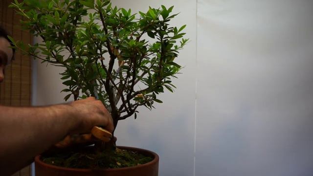 Pruning An Azalea Bonsai