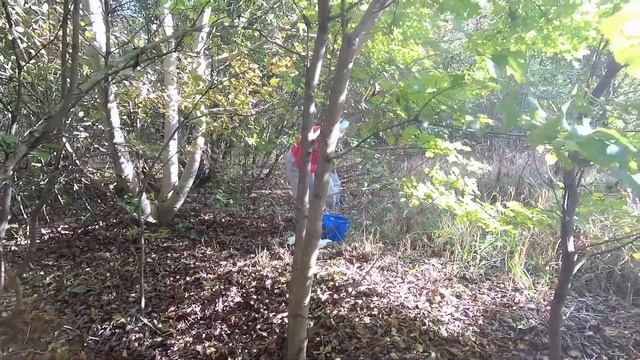 Сбор и поиск грецких орехов/Истории из жизни на юге/Переезд на юг смотреть онлайн