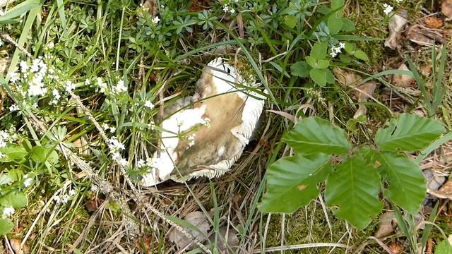 Es „pilzelt“ so (gaaanz) langsam ... • Ende Mai 2018 смотреть онлайн