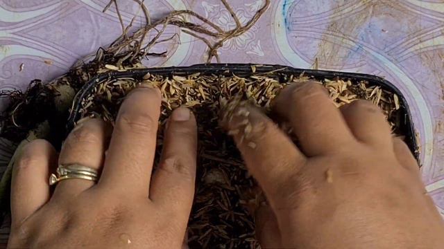 How to propagate alocasia dragon scale from bulb| Paano magpadami ng alocasia from bulb смотреть онлайн