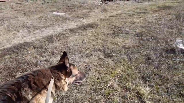 Приучаю Мишку к поводку