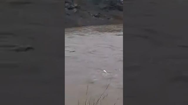В Аягузе ливневая вода разрушает дома смотреть онлайн