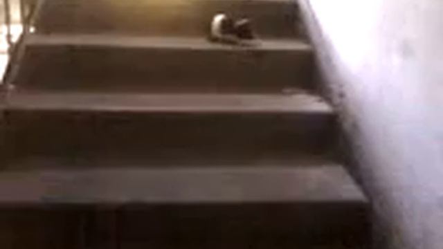 Morskaya Svinka смотреть онлайн