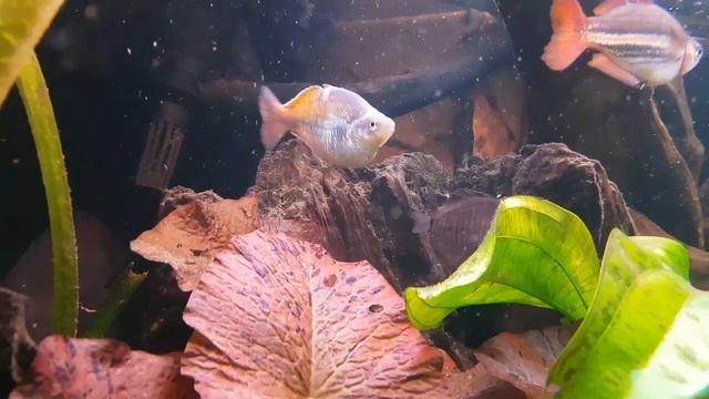 Один год от перезапуска аквариума. Разбор полётов.