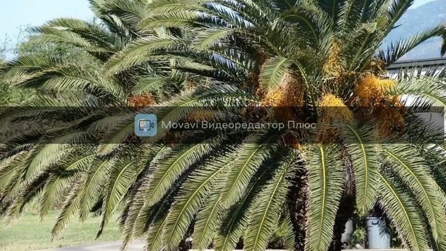 финиковая пальма ! смотреть онлайн
