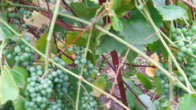 Виноград. Сезон 2022. /Часть 1/ смотреть онлайн