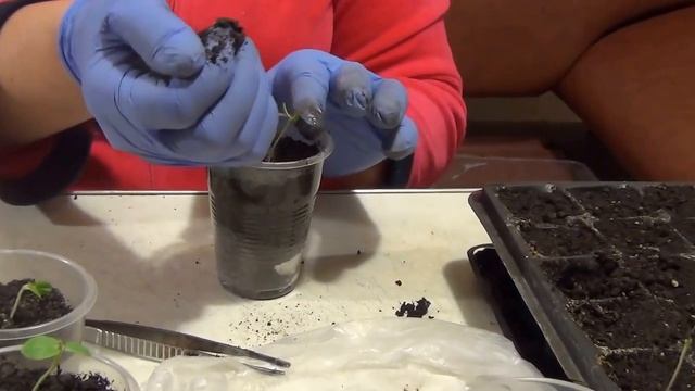 Как всходят семена "Гибискуса травянистого". смотреть онлайн