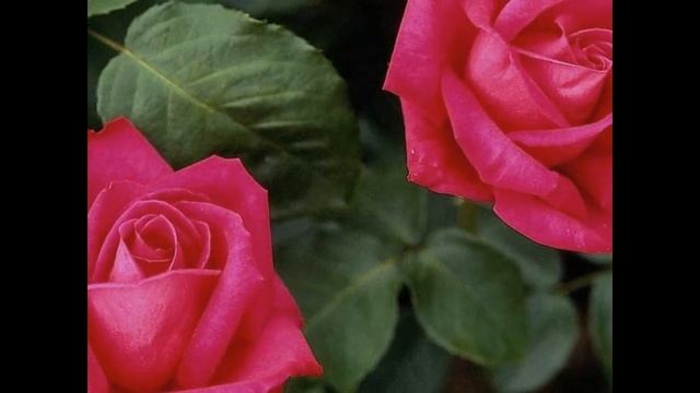 Подарок любимой девушке... смотреть онлайн