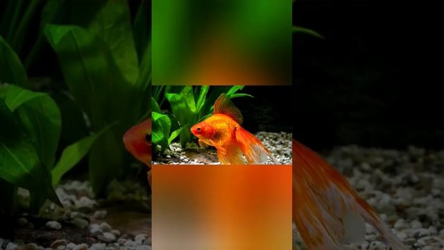 итересные факты о карасе смотреть онлайн