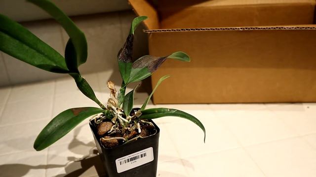 Etsy Orchid Haul: ThePlantAddictShop (Found Footage) смотреть онлайн