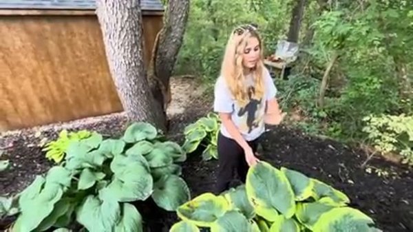 A Walk Around the Yard Hosta Tour: Every Hosta In My Landscape, Garden and Pots Gets Counted??