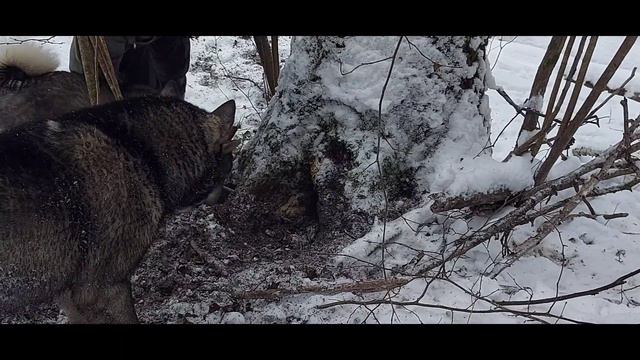 Охота на Куницу с Лайками. Что они творят, интересная Охота получилась) смотреть онлайн