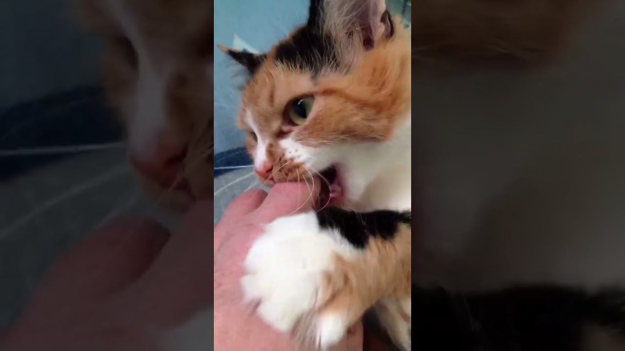 #cat #cats #trend #рекомендации #кошки #кошка смотреть онлайн