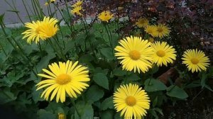 Дороникум: неприхотливый многолетник для сада