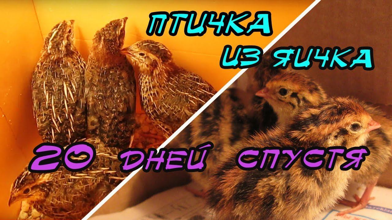 Птичка из яичка | Перепелкам 20 дней смотреть онлайн