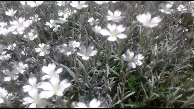 Почвопокровники. Ясколка