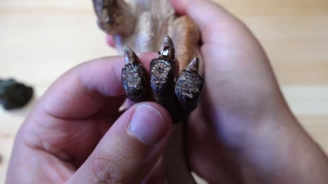 Распаковка и обзор: Тираннозавр Рекс REBOR 1 35 Tyrannosaurus Rex Museum Class Replica