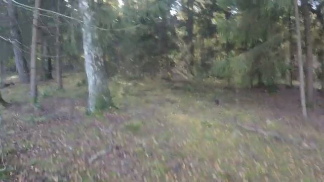 Отличный поход за грибами. Классная погода смотреть онлайн