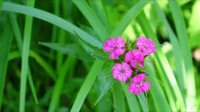 Гвоздика турецкая Dianthus barbatus (рост, развитие, цветение) смотреть онлайн