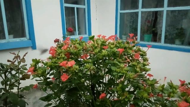 бражник - насекомое, похожее на колибри и одновременно на бабочку. смотреть онлайн