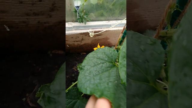 02.06.23 Первый огурчик Веселые гномики смотреть онлайн