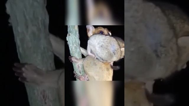 Крошечные милашки с самыми большими глазами? Призрачный долгопят смотреть онлайн