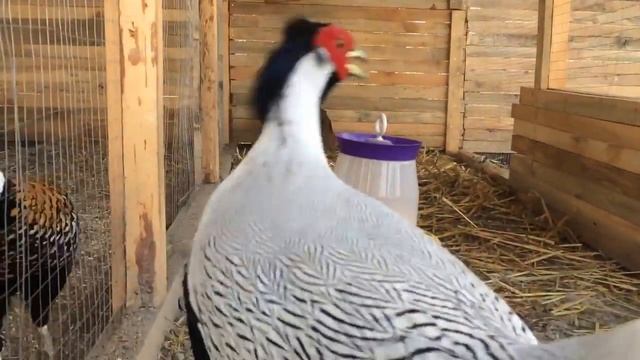 Фазаны Серебряные, Алмазные, Королевские смотреть онлайн