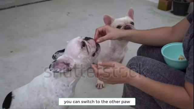 5 Easy Tricks You Can Teach Your Dog at Home смотреть онлайн