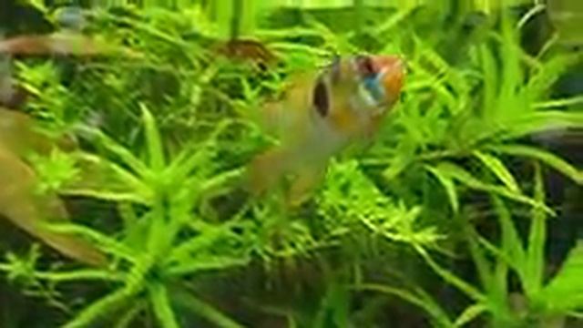 Исцеление нервной системы. Релаксация и зарядка позитивом. Аквариумная терапия. Рыбки. смотреть онлайн