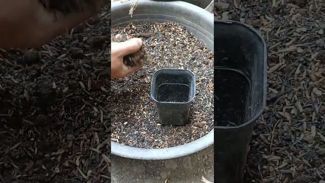 TIPS Menanam Mammillaria prolifera cokelat #menanam #mammillaria #aridzona #cactus смотреть онлайн