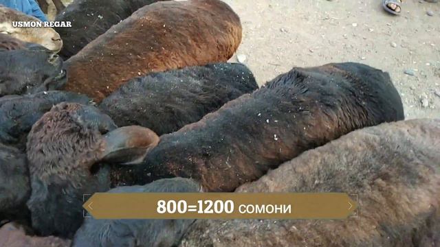 МОЛ БОЗОРИ РЕГАР/ШАНБЕ БОЗОР РЕГАР нархи гӯсфанди ҳисорӣ ва гов 13.07.2019 смотреть онлайн