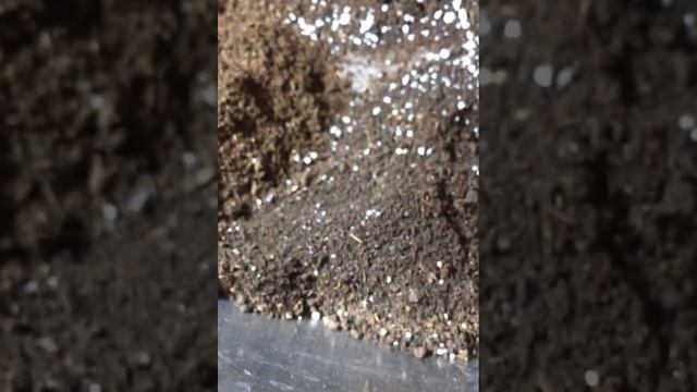 ВАСИЛЁК (белый)однолетник посев,всходы смотреть онлайн