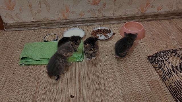 Мамочка показывает как надо кушать😻☝️ смотреть онлайн