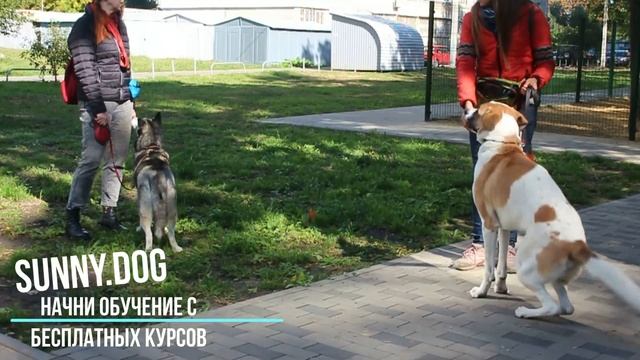 Как научит собаку выдержке? как научить собаку ждать по команде смотреть онлайн