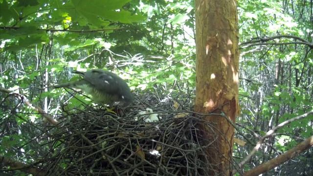 Cамец ястреба-перепелятника принёс в гнездо добычу, а самка покормила птенцов ( Accipiter nisus ) смотреть онлайн