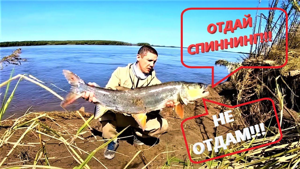 ОТДАЙ СПИННИНГ! Рыбака на АМУРЕ смотреть онлайн