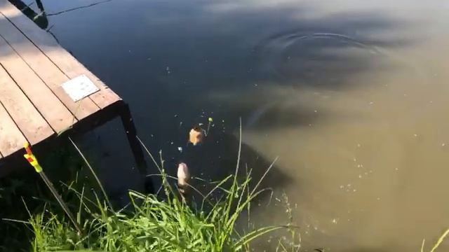 Светлые Горы Линь3 15.06.2023г. смотреть онлайн