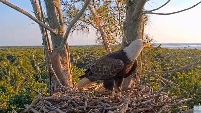 Captiva Eagle Cam ✿ Majestic Connie - Queen Of Captiva ✿ 2022.09.25 смотреть онлайн