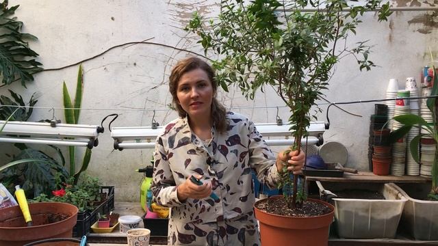 РЕАНИМАЦИЯ МИРТА из заросшего куста делаю аккуратный шарик. Обрезка, пересадка, борьба с белокрылко смотреть онлайн