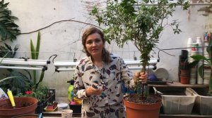 РЕАНИМАЦИЯ МИРТА из заросшего куста делаю аккуратный шарик. Обрезка, пересадка, борьба с белокрылко