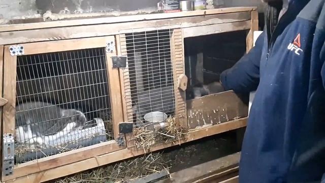 В каком возрасте и как отсаживают крольчат от крольчихи. смотреть онлайн