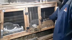 В каком возрасте и как  отсаживают крольчат от крольчихи.