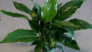 Почему не цветет спатифиллум — основные ошибки в уходе